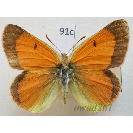Colias regia Grum-Grshimailo, 1887 male Kazachstan91c